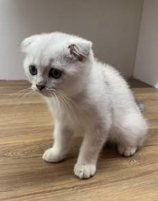 Scottish Fold