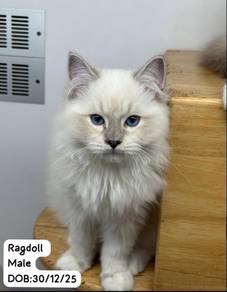 Ragdoll kitten for Sale
