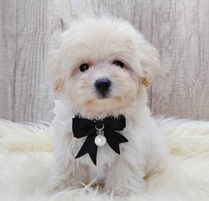 Maltipoo