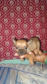 puppies for sale 