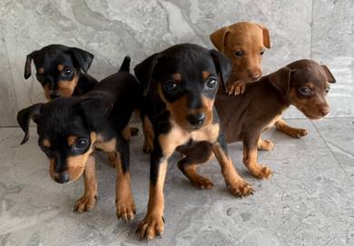 mini pinscher z