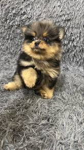 Blue Merle n Tan Male Pomeranian Puppy