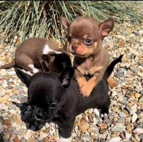 Chihuahua a