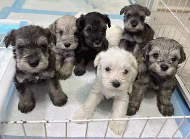 Schnauzer