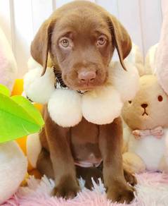 Labrador Retriever