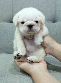 PUG PUPPIES 682 🌻 New Born Male White