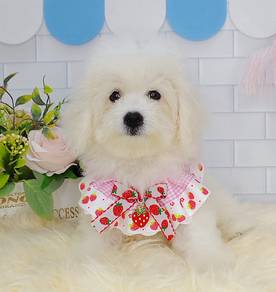 Bichon