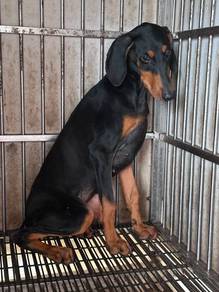 Doberman Offer