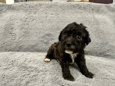 Toy Poodle Grey