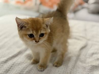 Bsh Golden Boy