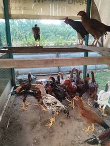 Ayam Kampung Asli