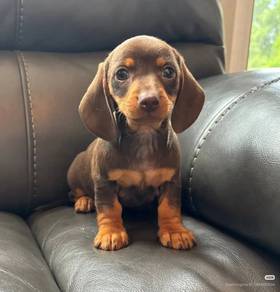 Pintsized Dachshund cuddles,playful puppy Baby Pup