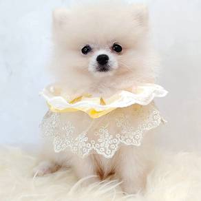 Pomeranian