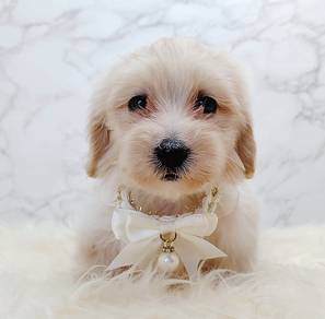 Maltipoo