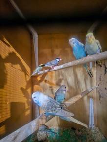 burung budgie / baji