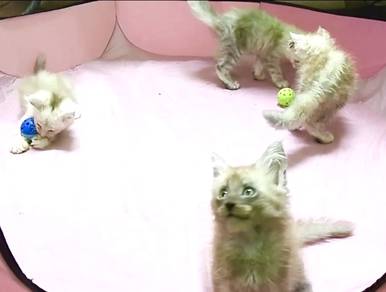 Mainecoon littens