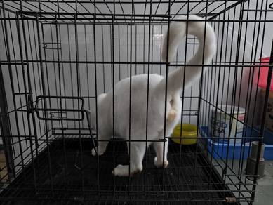 White Cat ( Bi Eye @ Biru - Kuning )