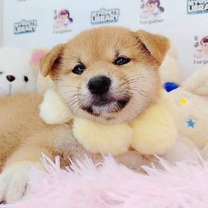 Shiba Inu