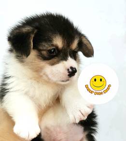 Hrr5511 KL Welsh Corgi puppies tri color