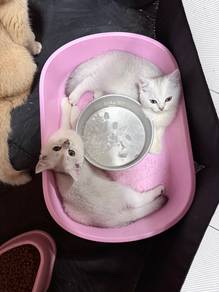 Silver Pure Breed BSH Kitten