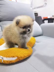 Bear face Pomeranian