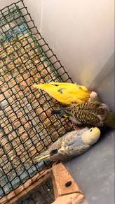 Burung baji anak Suap Jinak