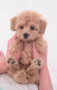 j5 Lovely Maltipoo Dog