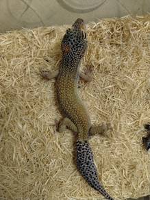 gecko
