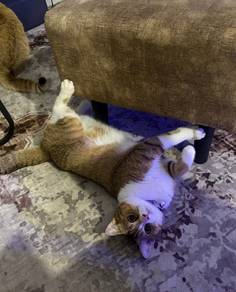BSH golden tabby