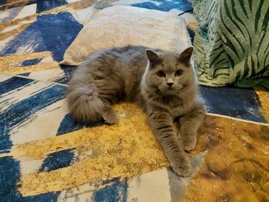 BSH long hair male for sale