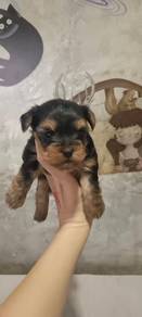 约克夏女
Yorkshire Terrier (2kg)
Female
FBB1
Dob : 开放预