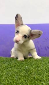 Cardigan corgi blue merle