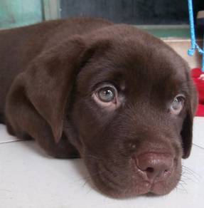 Labrador Retriever016