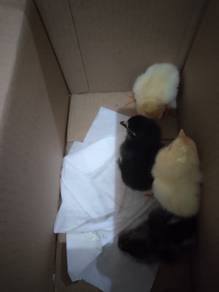 Anak Ayam Kampung Asli
