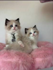 seal bicolor kitten