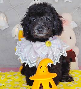 Poodle