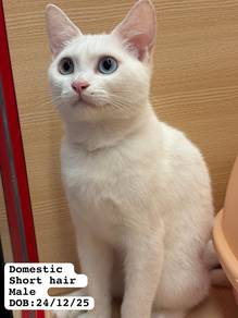 Domestic Short Hair Untuk Dijual !!