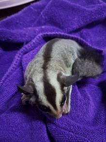 Sugar Glider Mosaic White Face Leucistic