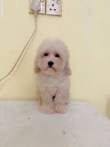Maltipoo 👉🏻 Female   1st vaccine & deworm done
