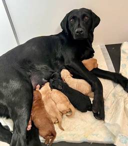 Labrador retrieves