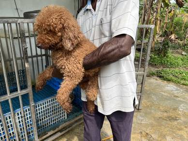 toy poodle