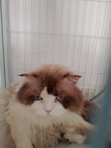 pure ragdoll 