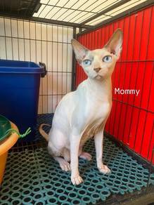 Sphynx Female induk & baby