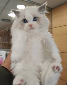 blue bicolor ragdoll kitten