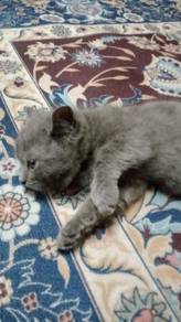 anak bsh untuk dijual 