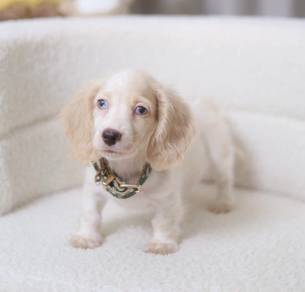 MINIATURE DACHSHUND Puppies VIP83🐻 Male