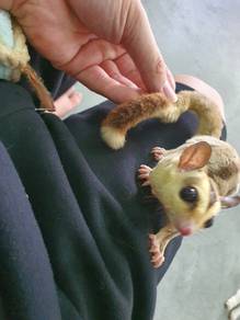 sugar glider Whiteface ringtail