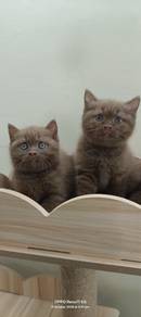 BsH Cinnamon