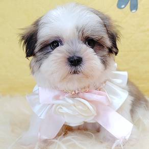 Shih Tzu