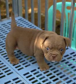 AMERICAN BULLY PUPPIES S118 🐻 Rehome Male Exotic